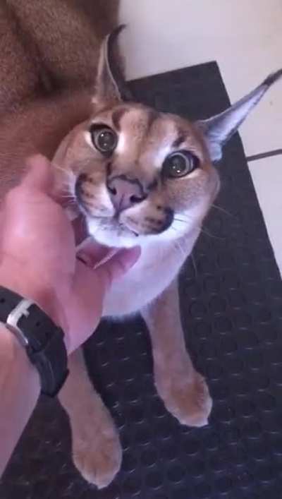 Guy casually pets his super pissed off caracal.
