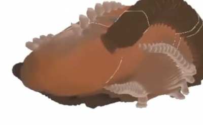 Platypus