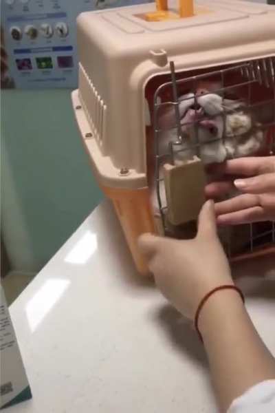 cat GetS DruGGeD By HuMANs