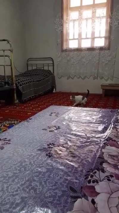 gato dando uma quicada at&ocirc;mica