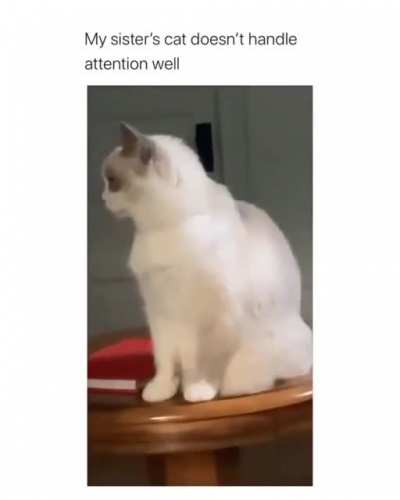 RIP cat