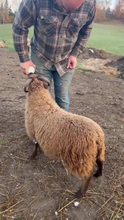 Larry&rsquo;s a big boy now but still gets a bottle every now and then at Little Red Barn Farm Sanctuary in Vermont