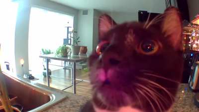 Kitty thinks owner is stuck inside the camera