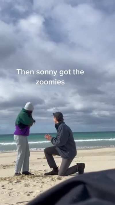The dog steals the show
