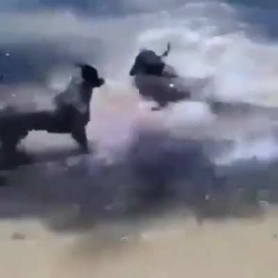 Dog goes swimming and gets attacked by shark