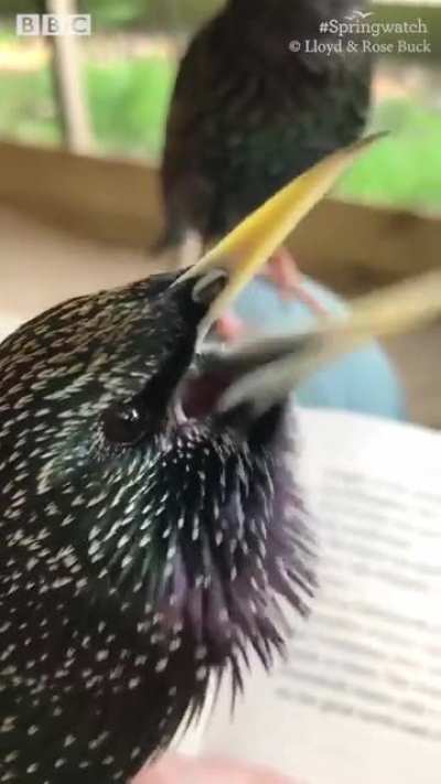 Birdbox