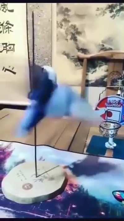 That&rsquo;s one talented bird