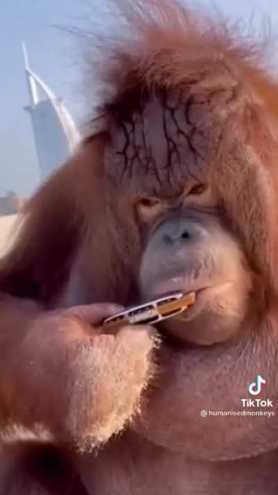 Musical Monke
