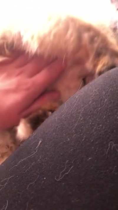 Hand for scale... Here&rsquo;s my 9yo &ldquo;Himalayan&rdquo; aka an actual mix of Persian and Ragdoll. She is tiny. All her kids, runt included, are now bigger than her.