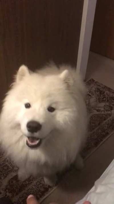 Milo requesting politely for his evening run
