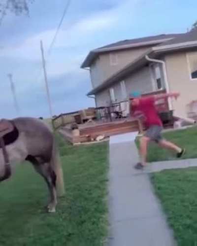 Away my noble steed!