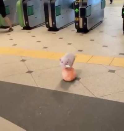 Here&rsquo;s a rolling pig to help you have a great day