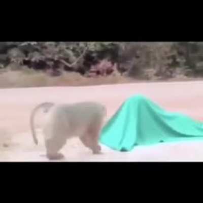 Monke A