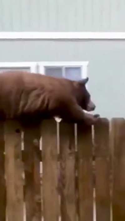 This is some weird looking cat.