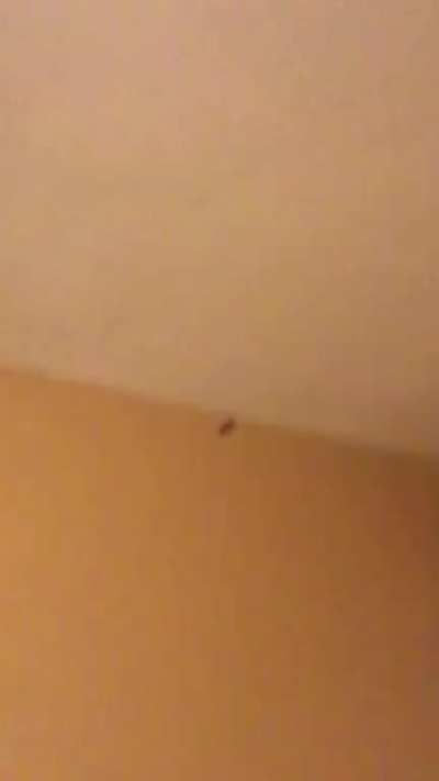 Can&rsquo;t find the moth....