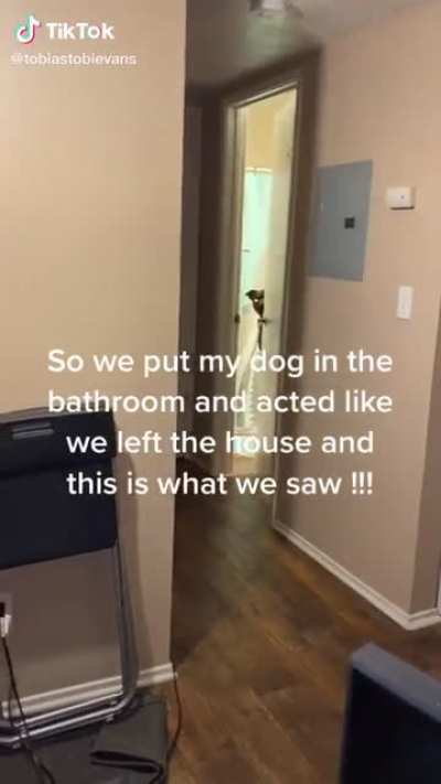 He&rsquo;d be walking around the house on two paws when owners aren&rsquo;t home 😂