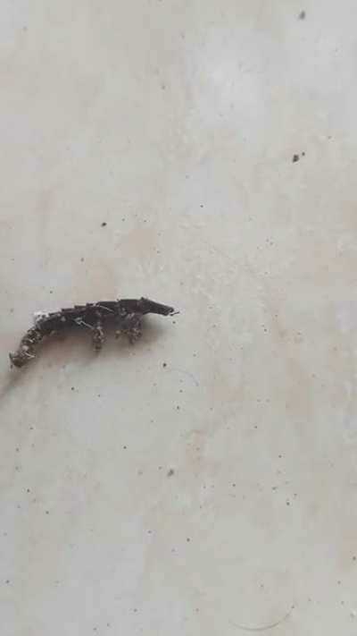 Guys so today I see this weird animal arthropod&times;worm&times;beetle like shit that was moving on its own until I flipped it and I see it's like flooding with ants from inside its body and just stops? Like what kinda zombie shit was that #unreal #neverseenbefore #
