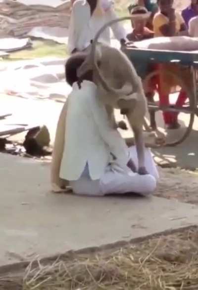 Getting friendly with a monkey