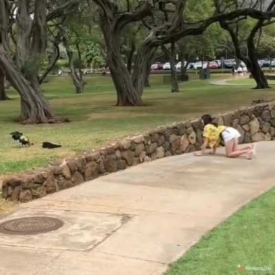 Trying to catch chickens in flip flops