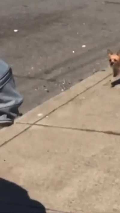 Nice dog butt you got there.