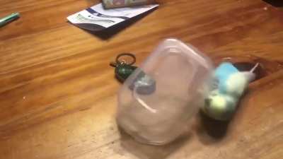 Delayed squeak