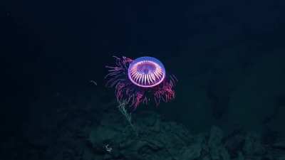 🔥 A Burst of Deep Sea Fireworks: Incredibly Rare, Visually Stunning Halitrephes Jellyfish