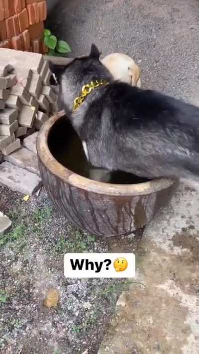 esse cachorro de novo KKKKKKKK