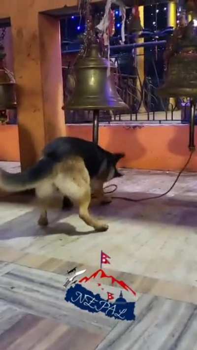 The dog is happy.
