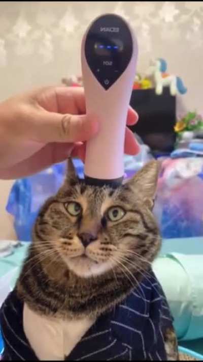Cat is confused.