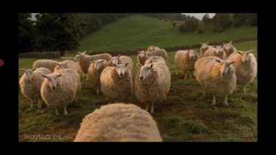 Baa, ram, ewe
