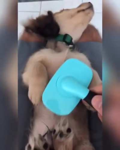 Пёсик