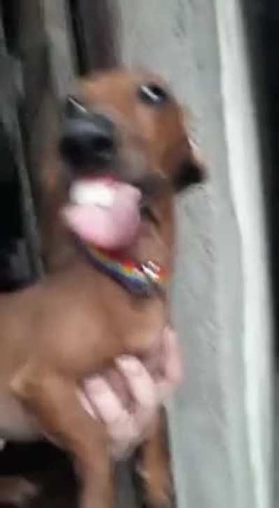 He barkerhs