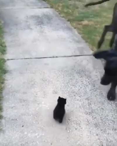 DOG: MY BRAIN CAN&rsquo;T COMPREHEND