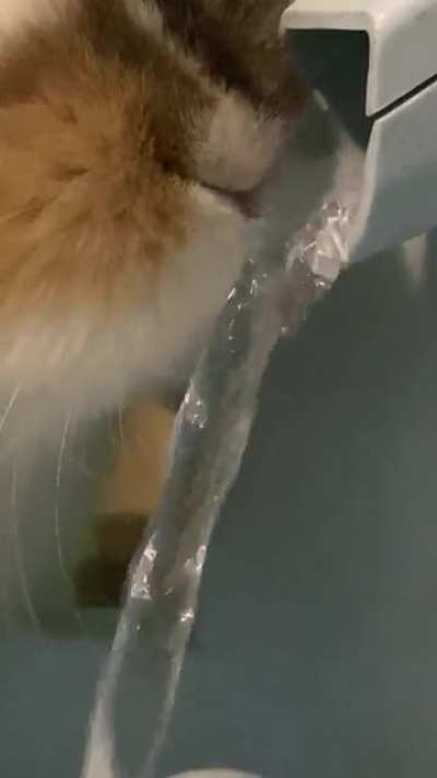 Thought y&rsquo;all would like to see Bernie drinking from his fountain :)