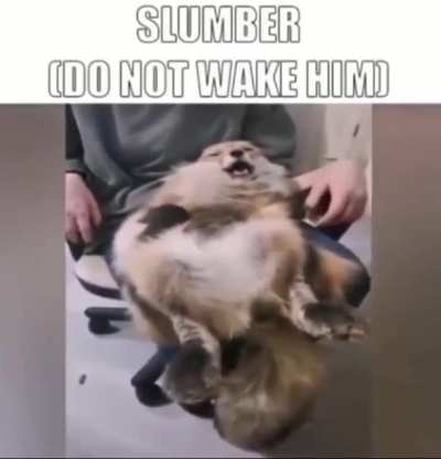 furry_irl