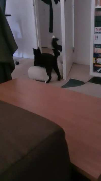 He sniffed out their lair!