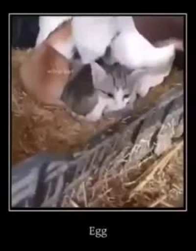 🥚