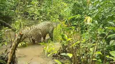 Rare footage of a giant anteater confronting a jaguar 𓃮