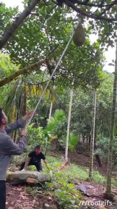How jackfruit is harvested