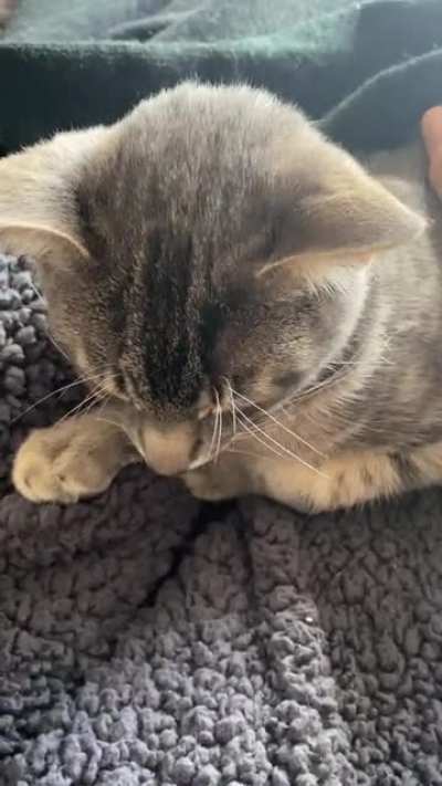 So delighted to find this sub :) here&rsquo;s mine, his name is Pip (squeak)