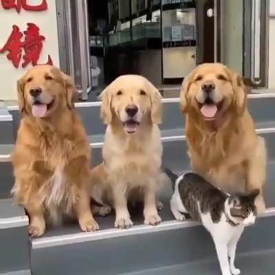 The dog taking the cat to take a picture.
