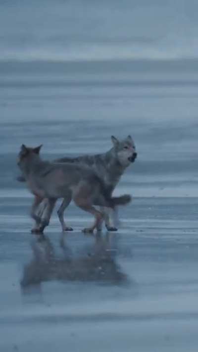 Coastal wolves of B.C.live on the edges of the ocean they swim between islands at times of low tide and are considered distinct from other types of wolves.They live on &amp;amp; love seafood while foraging up something that washes up on the beach.Credit: @pau