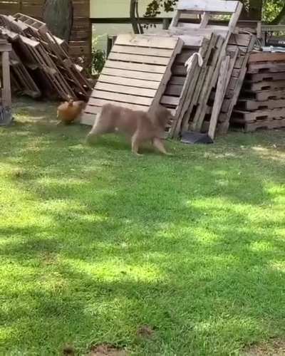 At least someone is having fun during quarentine