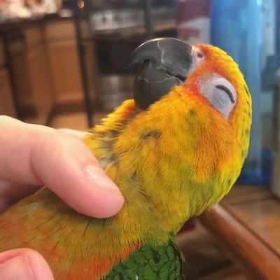 Gremlin gets pretty sassy when he&rsquo;s sleepy.