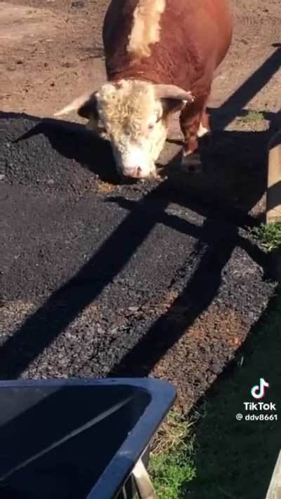 Happy Bull 
