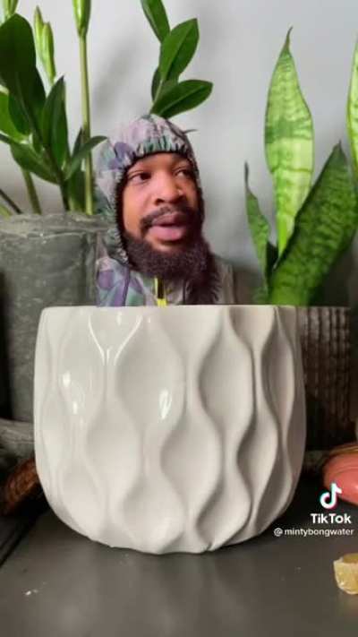 How house plants be like