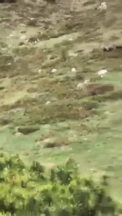 Brown bear sneaks up on kid who actually does an amazing job at staying calm thanks to dad's help.