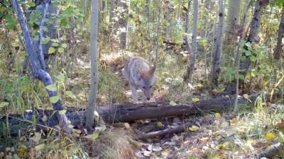 A coyote and badger take a stroll together through a California forest