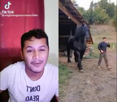 What a cool horse