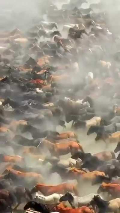 Mongolian horses practicing the Ryuudou